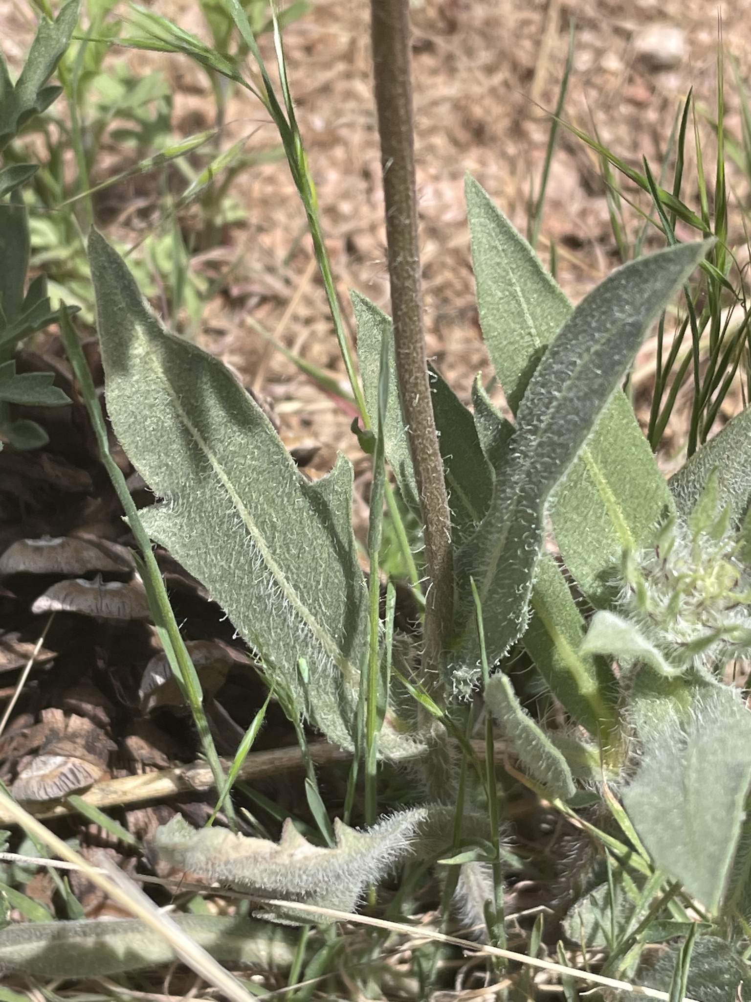 Gaillardia aristata
